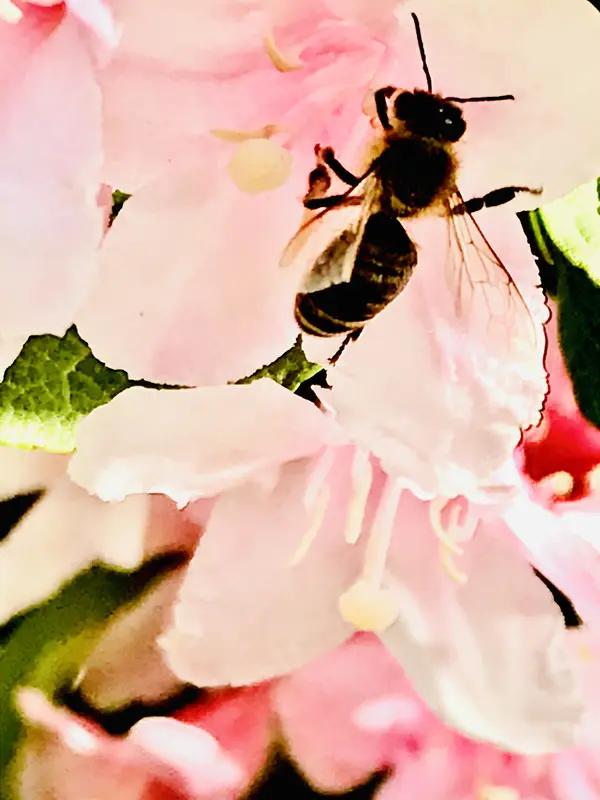 上联：秋乘落叶去，求下联：…？