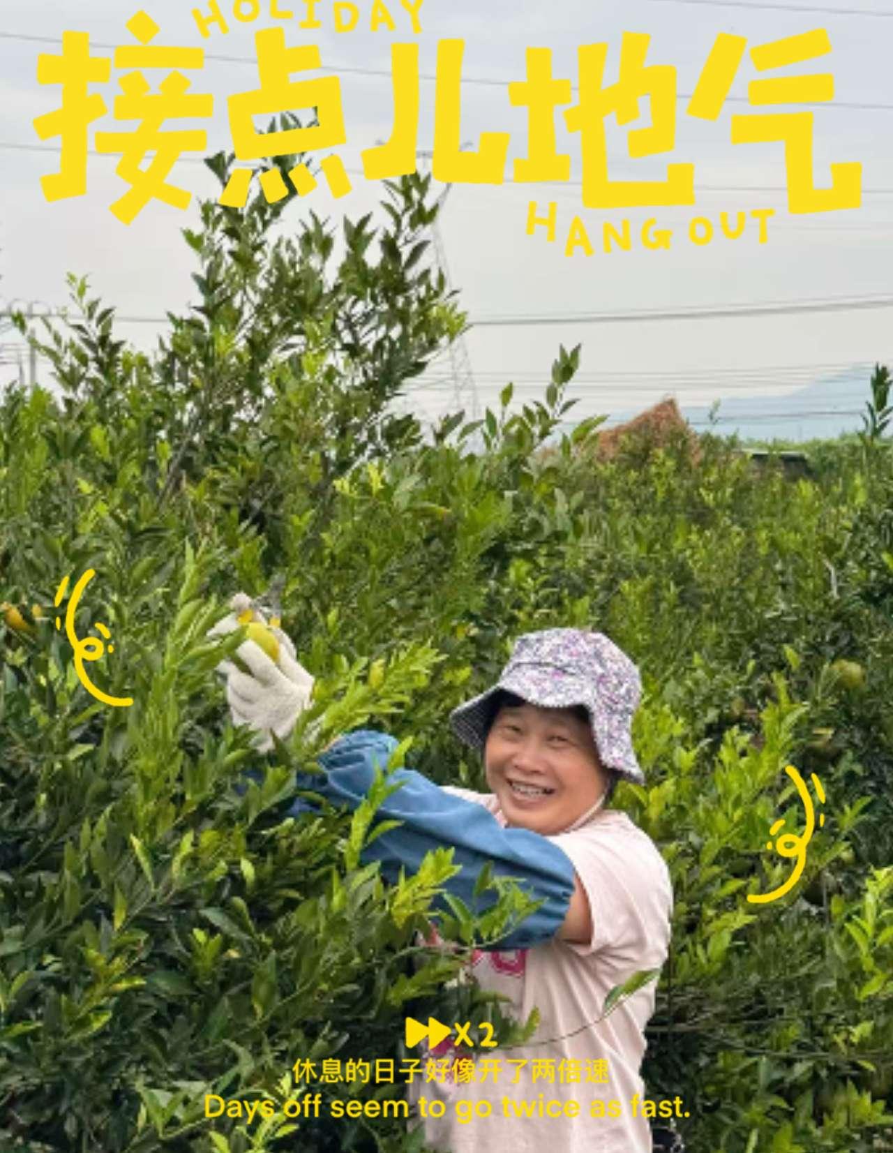 💖感谢琼姐的信任与支持[碰拳][碰拳]
亲自摘了600斤[强][强]
🌟吃进