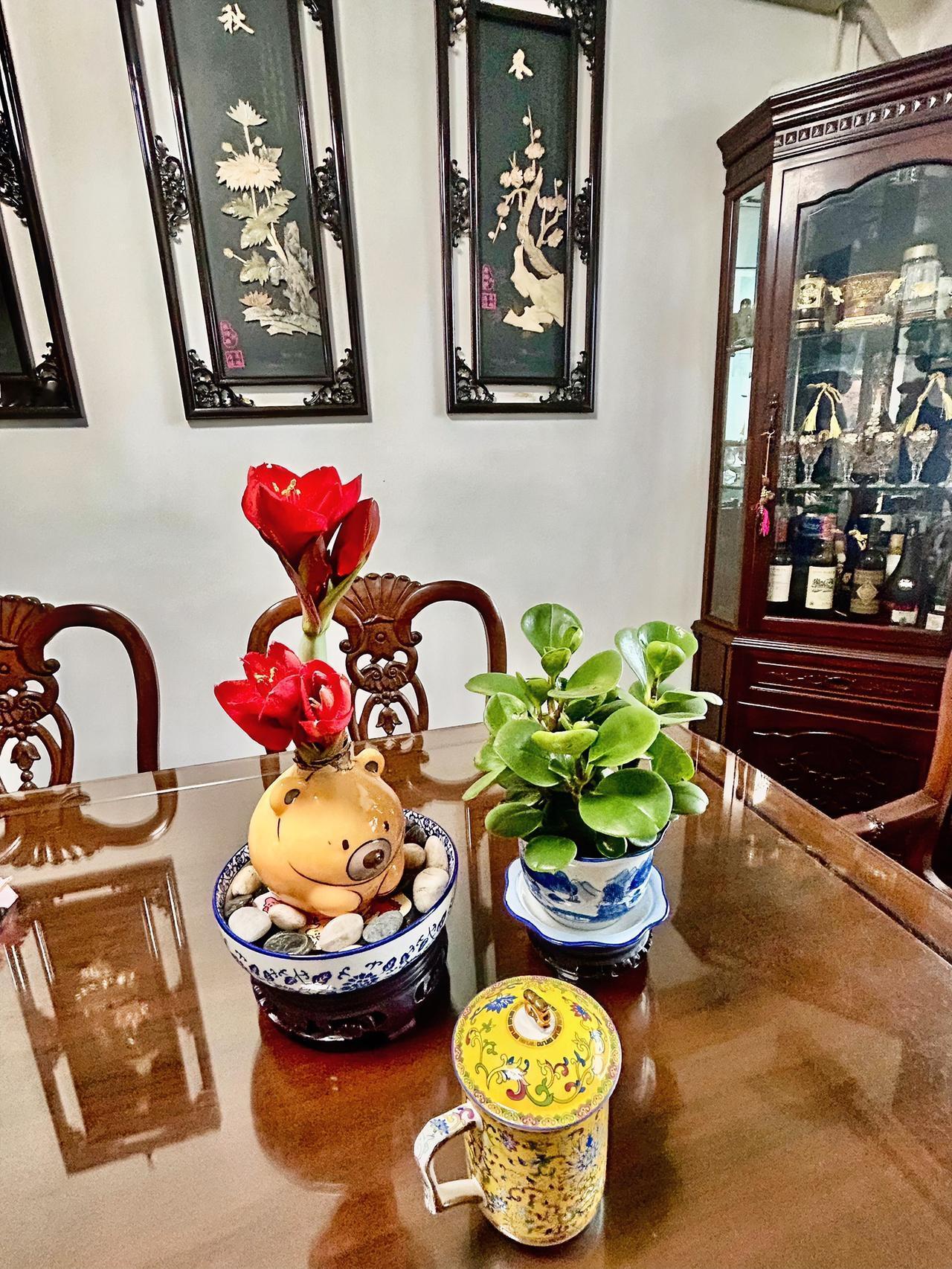 晒一晒你养的朱顶红可以吗寒舍养的一盆朱顶红，从今年春节期间开苞育花，陆续续续绽开