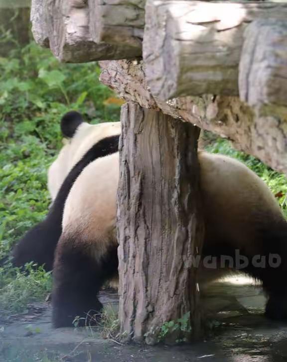 福宝福公主是时刻会给人惊喜的宝贝
上演扭臀舞拿树作为参照物
如果这个树高一点相信