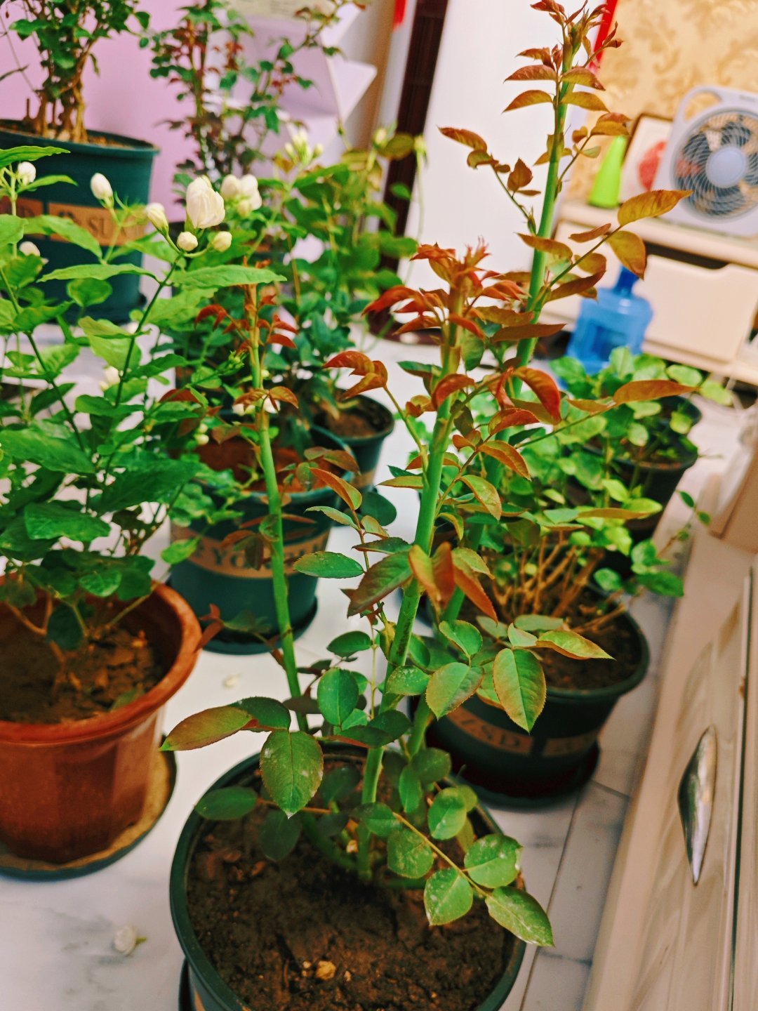 为了给花花吹空调，我的客厅成这样了。[笑cry] ​​​