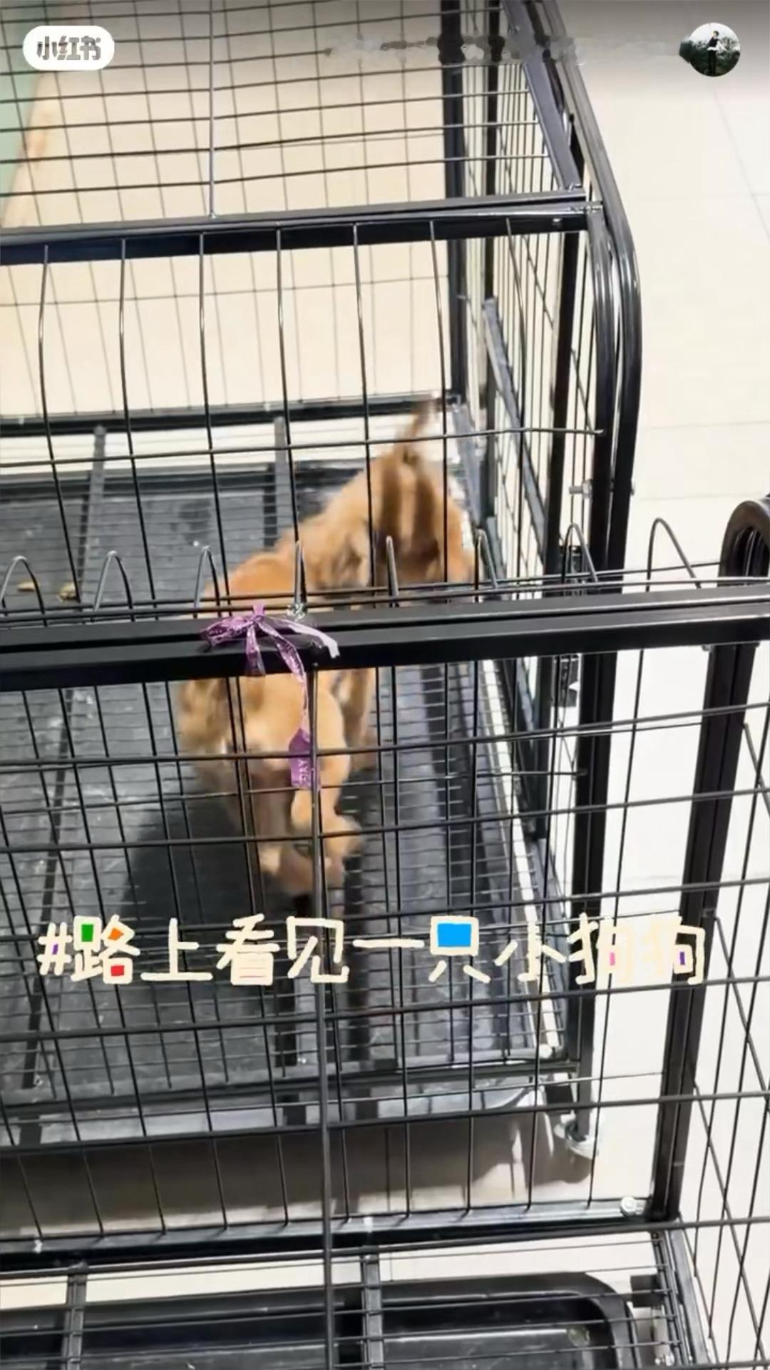 小狗to小狗belikestf：别让狗舔你🍊：我手是干净的stf：我说它别舔你