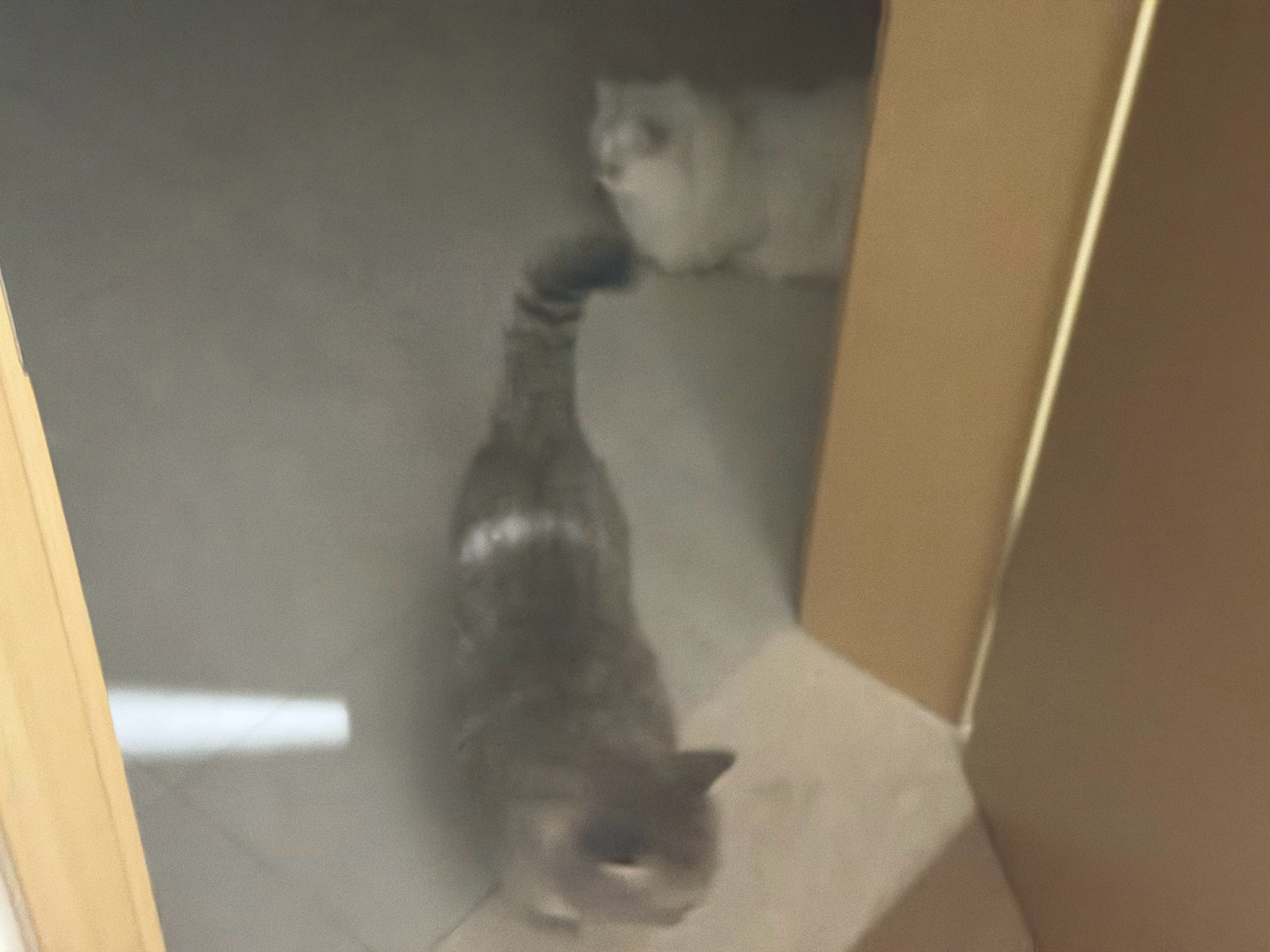 坚决不会生二胎。好几天没回家，刚进屋，俩小猫就轮流跑到我脚边让我摸摸它们。摸完这