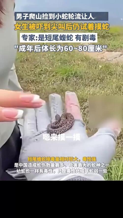 近日，一段驴友爬山捡到幼蛇后轮流抚摸的视频引发关注，经专家鉴定该蛇为短尾蝮蛇幼体