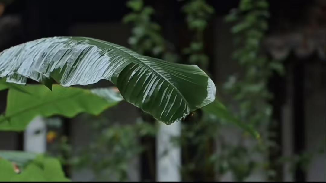 春雨
春风吻醒垅田苗，
另觅新欢搂柳腰。
庭外忽来新岁雨，
窗前斜打旧芭蕉。