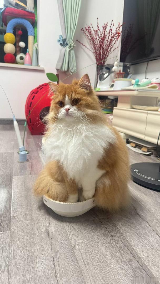 每日萌宠打卡萌宠大大的身体非要挤在小小的猫抓板上
