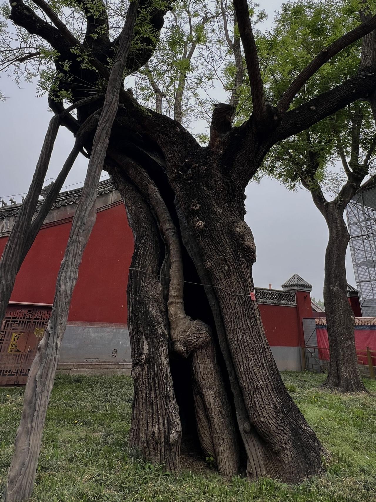 景山公园有一棵唐代栽种的千年古槐树，人称＂母子槐＂，也是北京十大奇树之一。这棵古