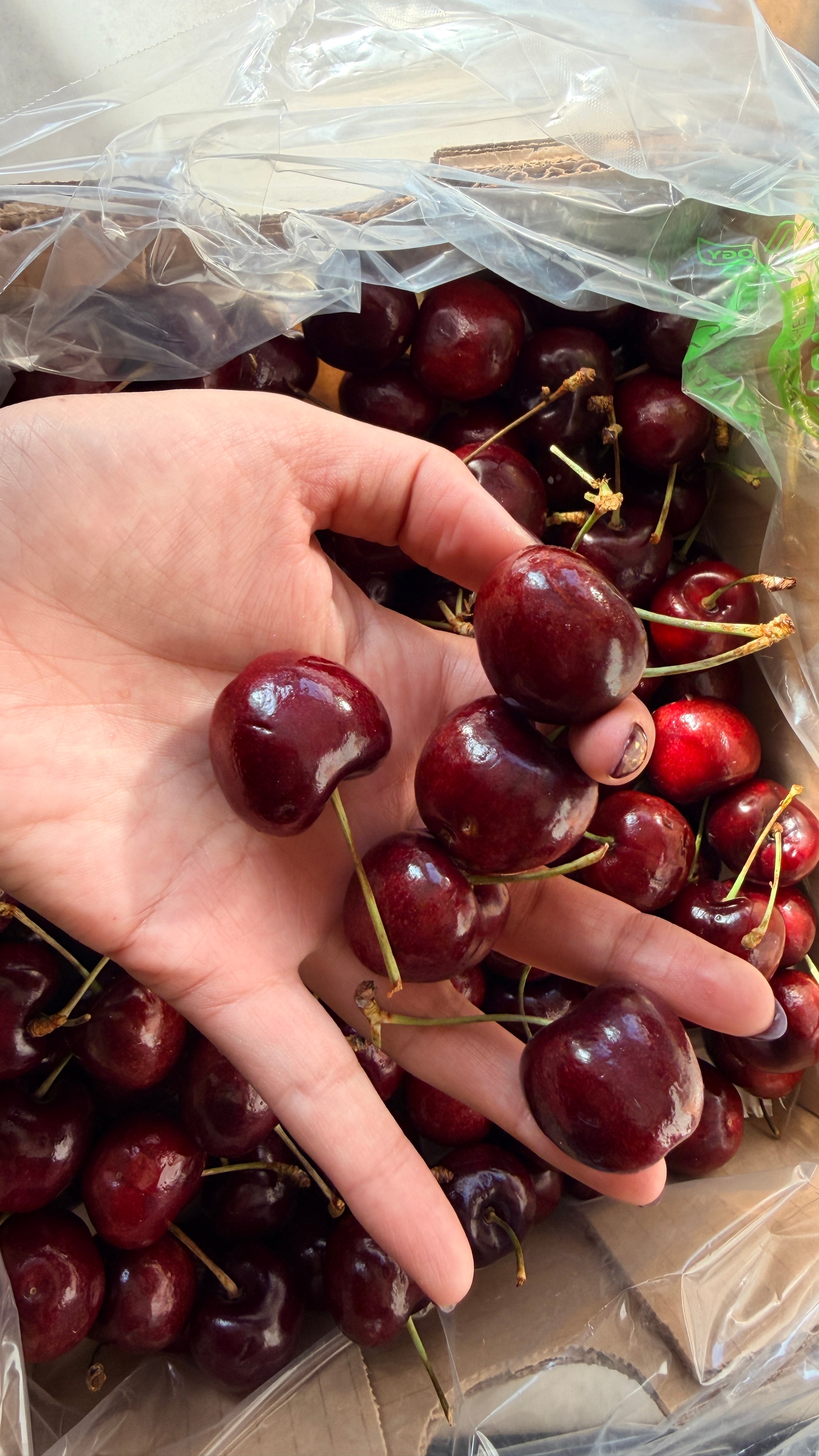 智利车厘子园大面积被烧恐涨价我这个买的是不相当划算了 现在去价格已经涨了 