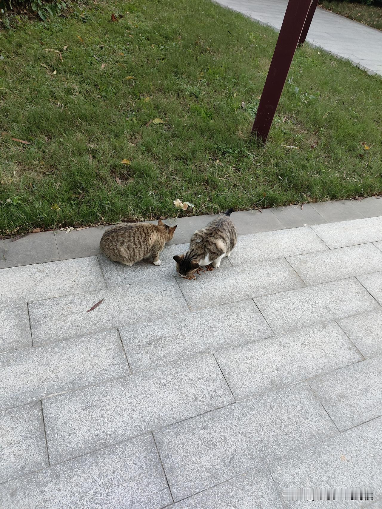 单身有单身的好处，你在这个世上除了父母，你就谁也不欠了。
爱情只是别人种在你心间