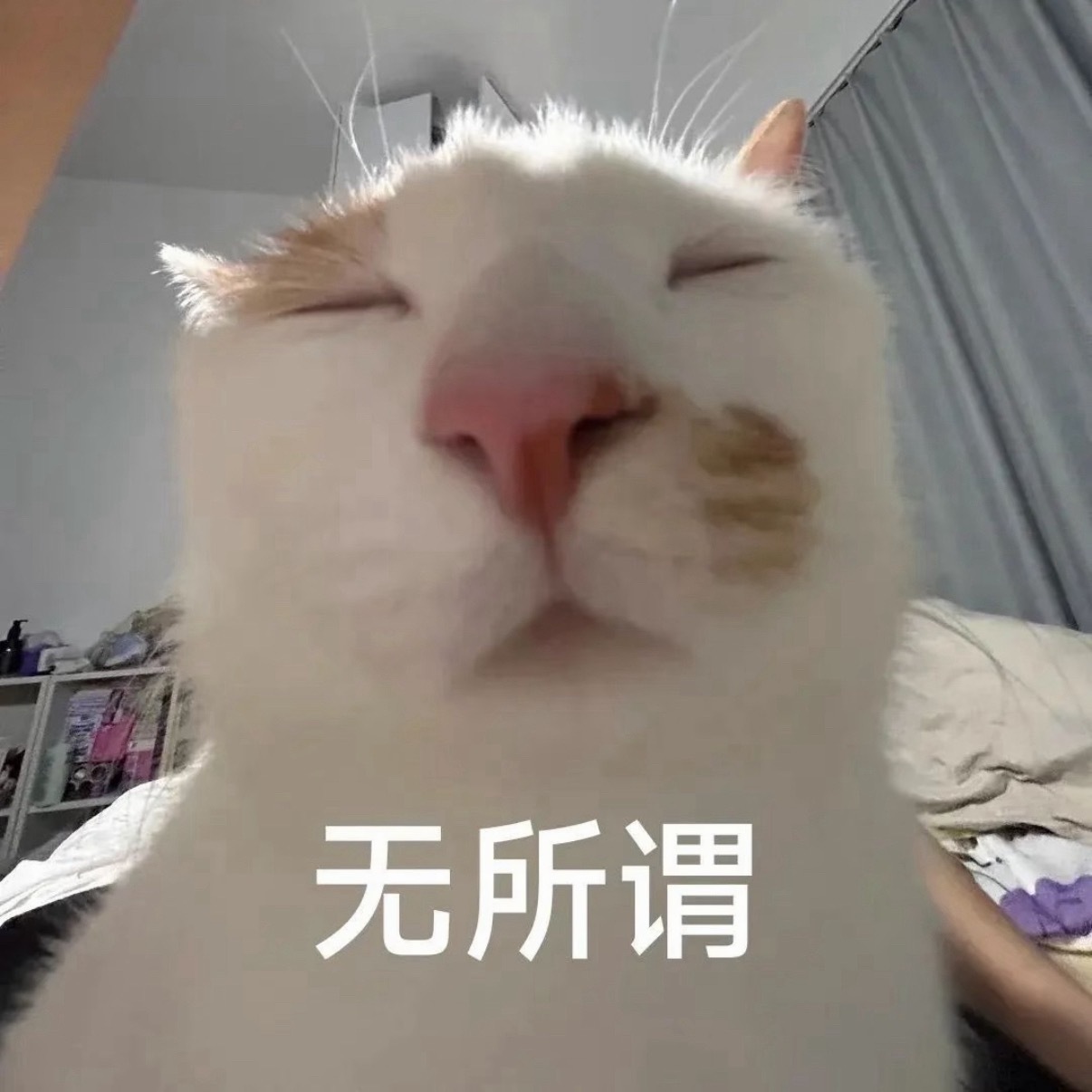J人和P人旅游的差异 本p人BLACKPINK 