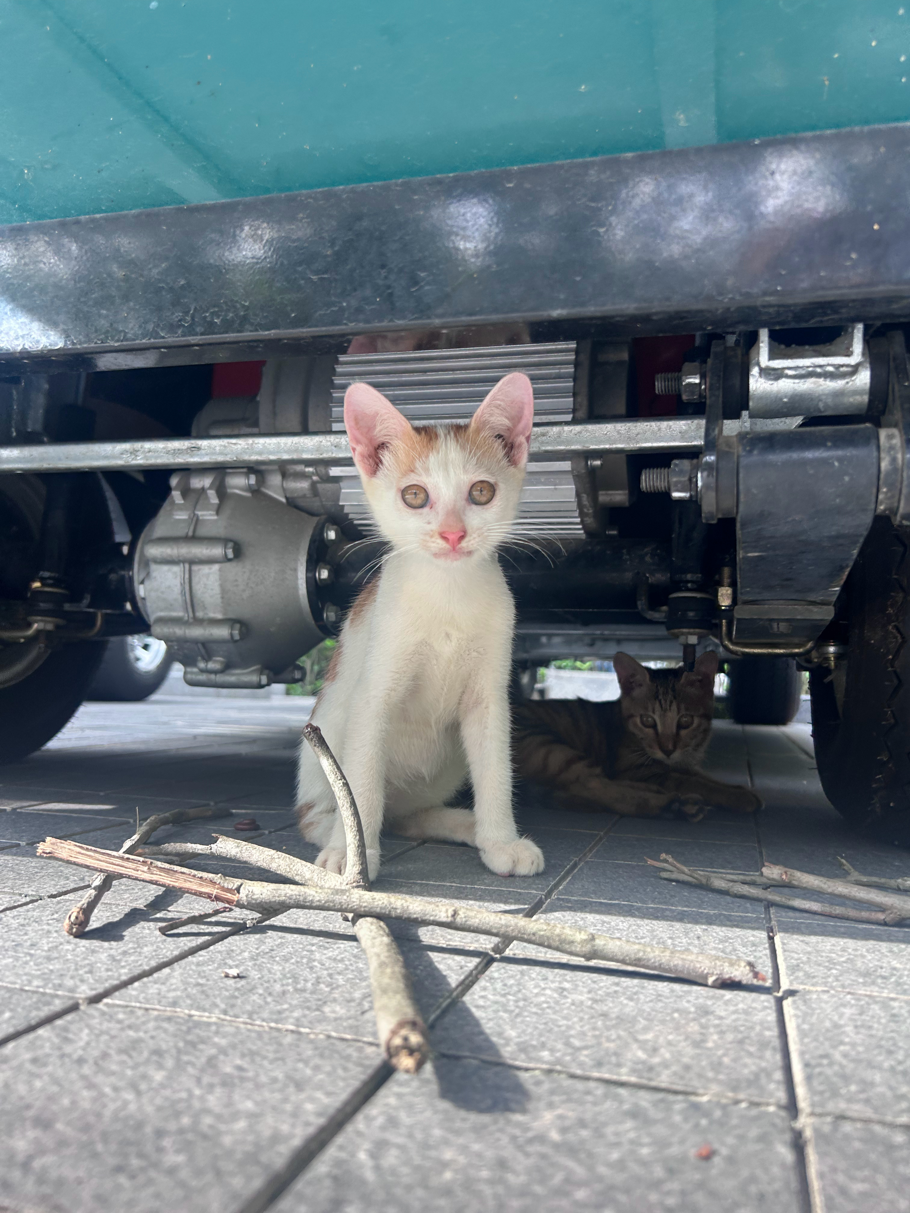 我真的最最最最喜欢猫了 