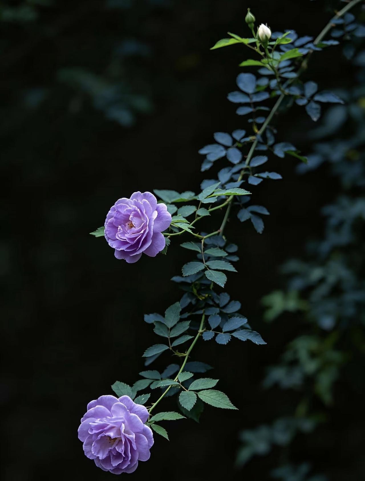 《清风》
雨后凉风细细扬，丛林滴翠草花香。
风轻叶净无尘扰，静看浓云渡夕阳。
—