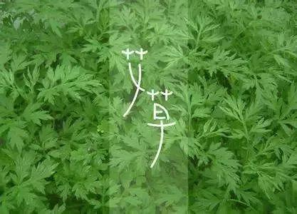 黄冈地道药材大全！蕲艾、天麻、茯苓，藏在每个县市的“养生宝藏”
 
黄冈不愧是大