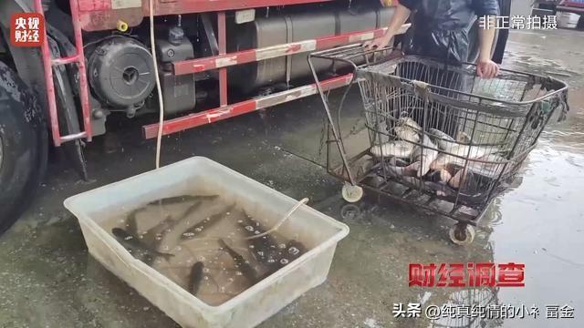 央视近日曝光多地水产市场存在人为麻醉活鱼的违规乱象，商贩为便于长途运输、减少鱼鳞
