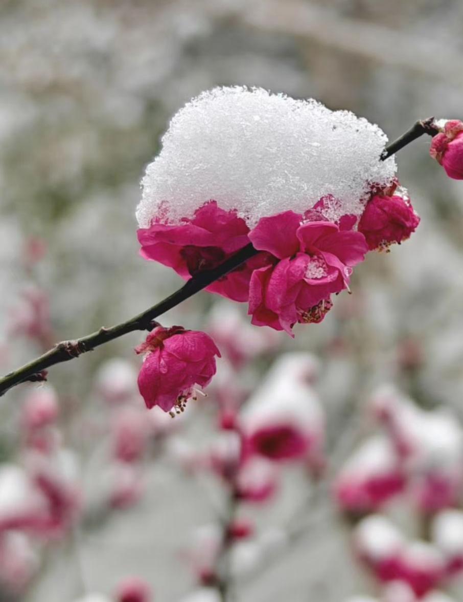 雪给梅朵戴了顶绒白的帽，绯色花瓣却从雪缝里，漏出一捧烧得正烈的春。
✨ 寒雪压着