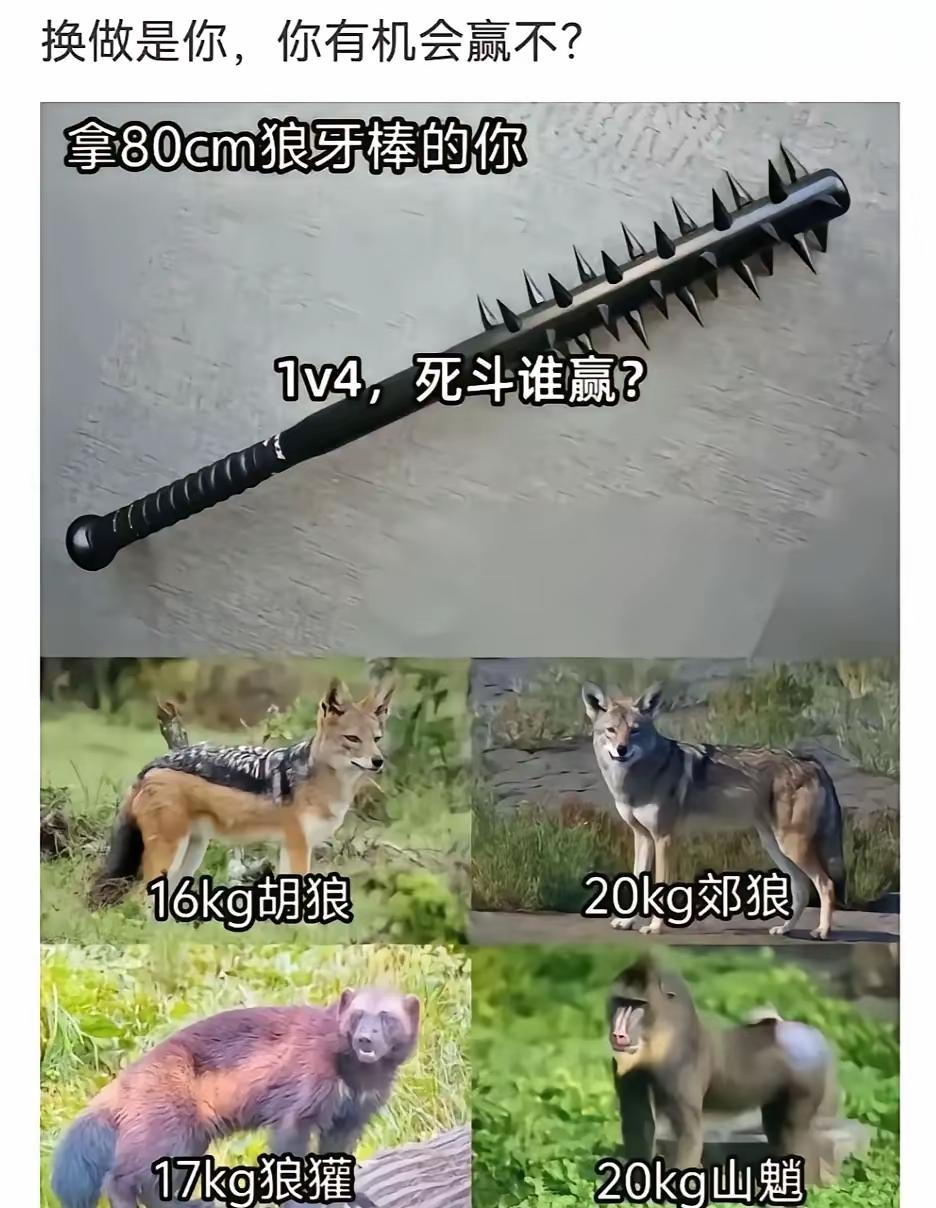 应该能赢吧