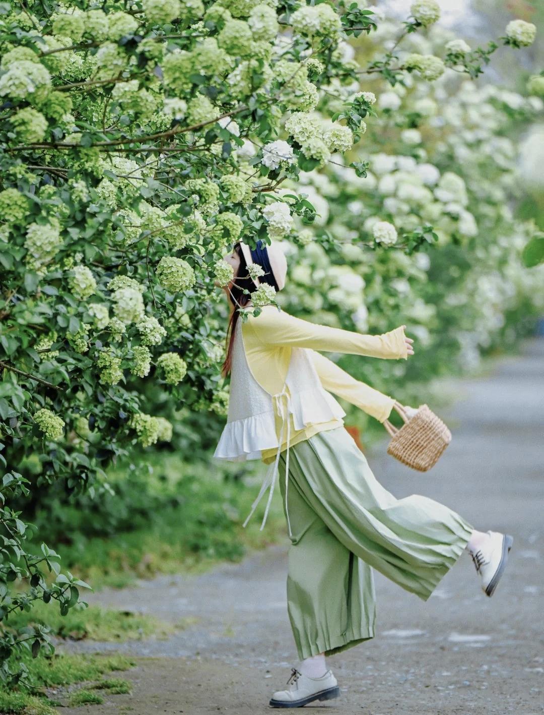 绣球花这样拍绝了！6个拍照姿势，春日氛围拉满，谁拍谁漂亮出片！