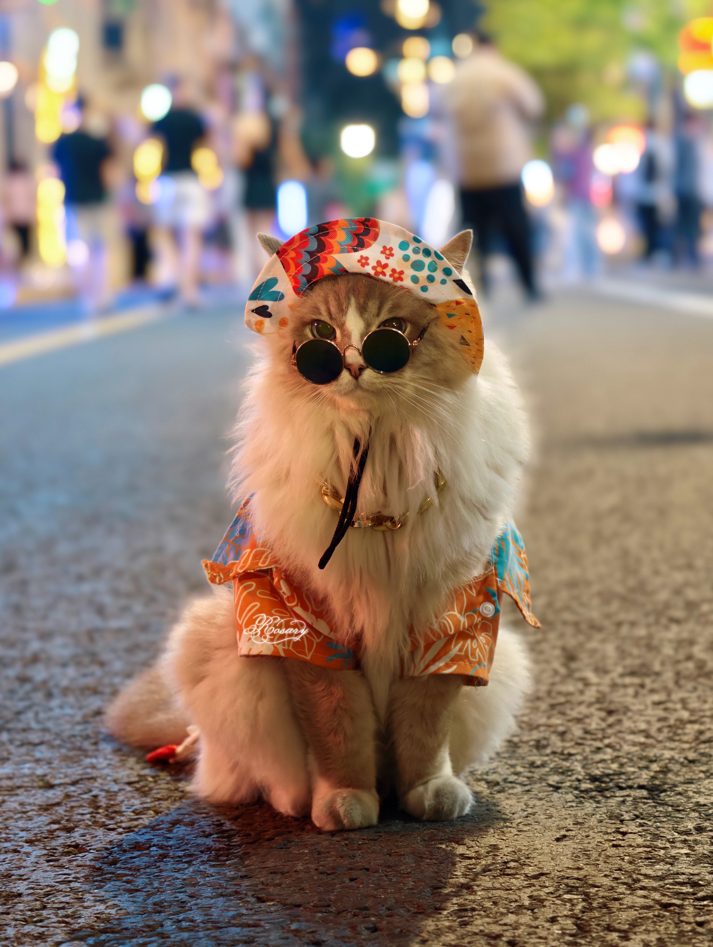 回家路上看到一只帅气咪～ 