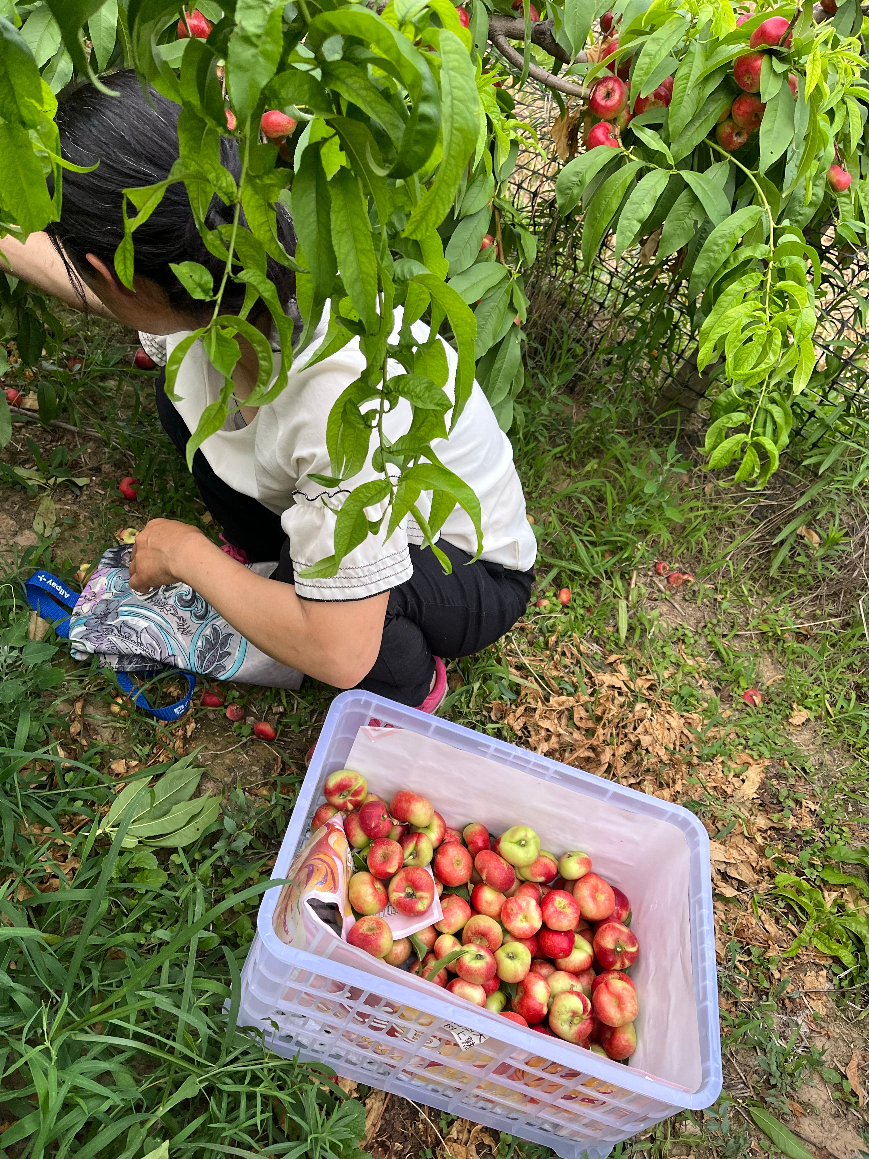 杜总打电话问我：嫂子啥时候送俺哥回家？我想跟你一起去，路过邻居家的村再去摘点桃。
