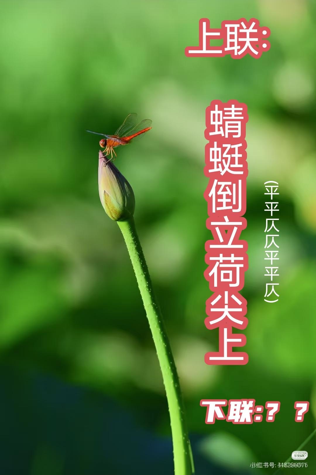 上联：蜻蜓倒立荷尖上，
下联：？？