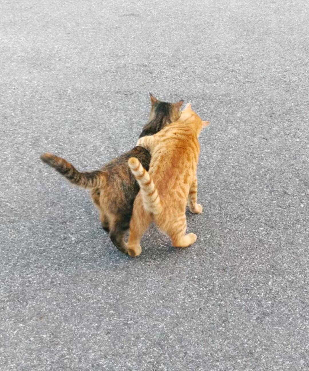 橘猫：咱哥俩天下第一好 ​​​