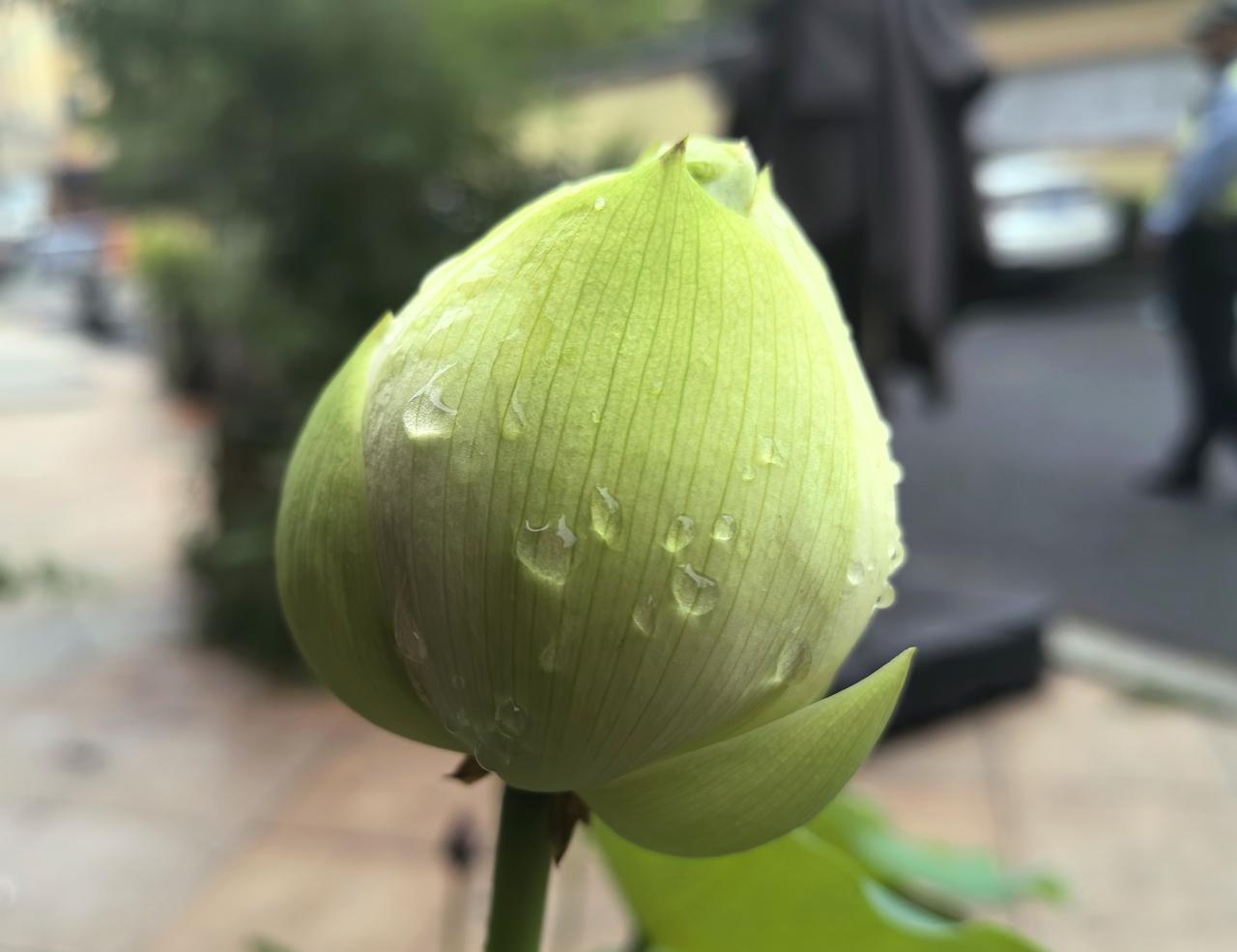 荷苞汗颜