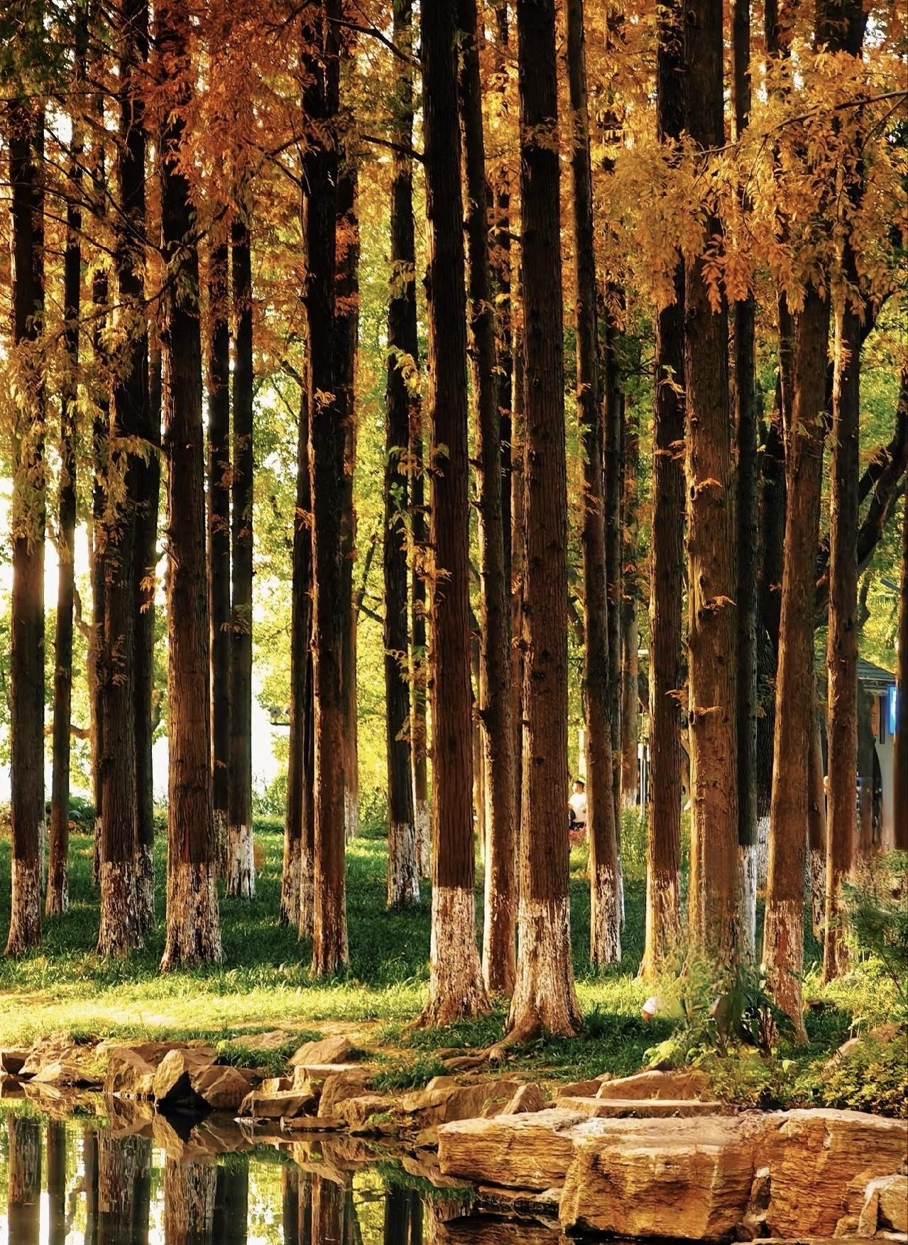 时常怀念。

我太喜欢雨山湖了，里面含氧量极高，空气都是甜的，尤其是下雨后，我最