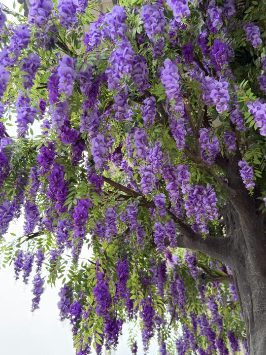 紫色梦幻💜垂丝紫藤仿真花