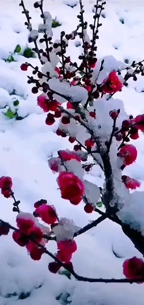 雪舞寒冬添画韵
风拂暖夏溢诗情