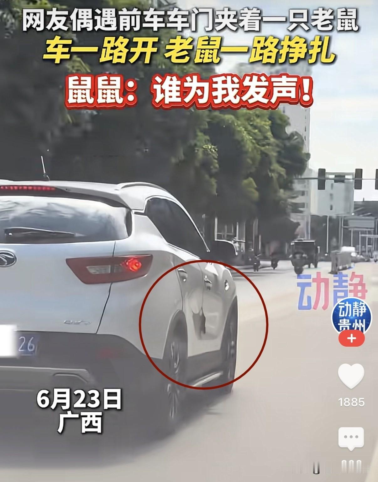 6月23日，广西，网友在路上开车，忽然看到前车副驾驶的车门上，硬生生夹住一只老鼠