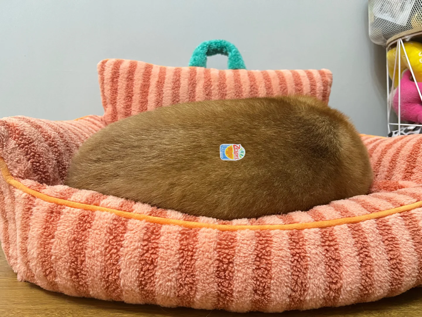 诶狗窝里怎么长出一颗猕猴桃🥝