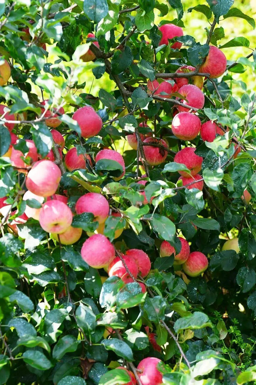 🍂秋天来凉山，嘴巴根本停不下来！从清晨一碗热米粉，到深夜围着火盆吃烤肉，一整天
