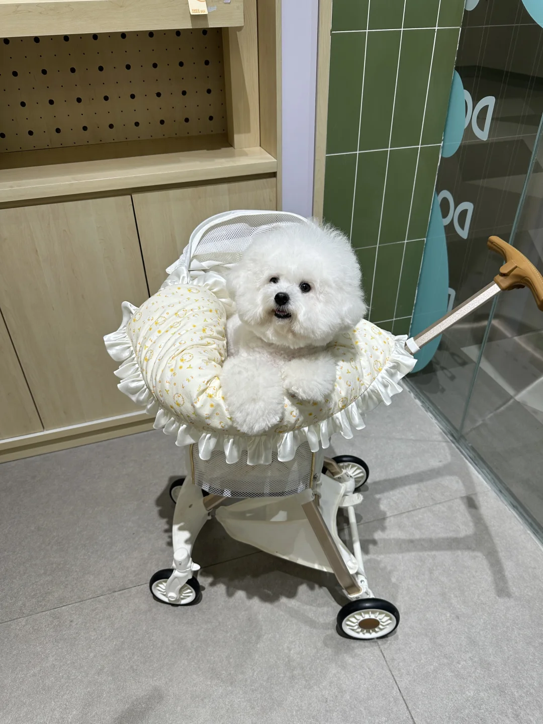 今日份小狗洗香香🛀