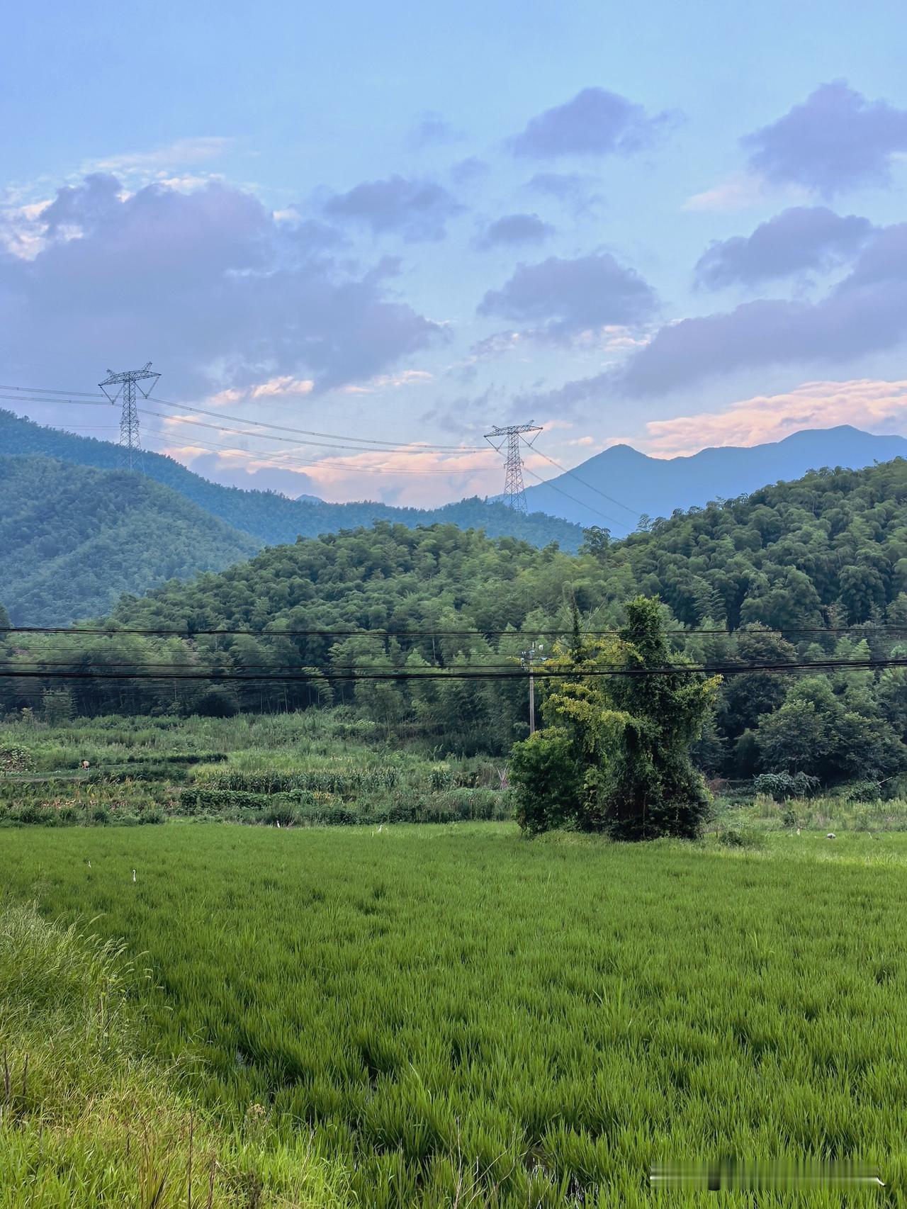 清晨漫步浙江山村，呼吸着山野间的新鲜空气，三伏天暑气顿感消了大半。
山前白鹭飞，
