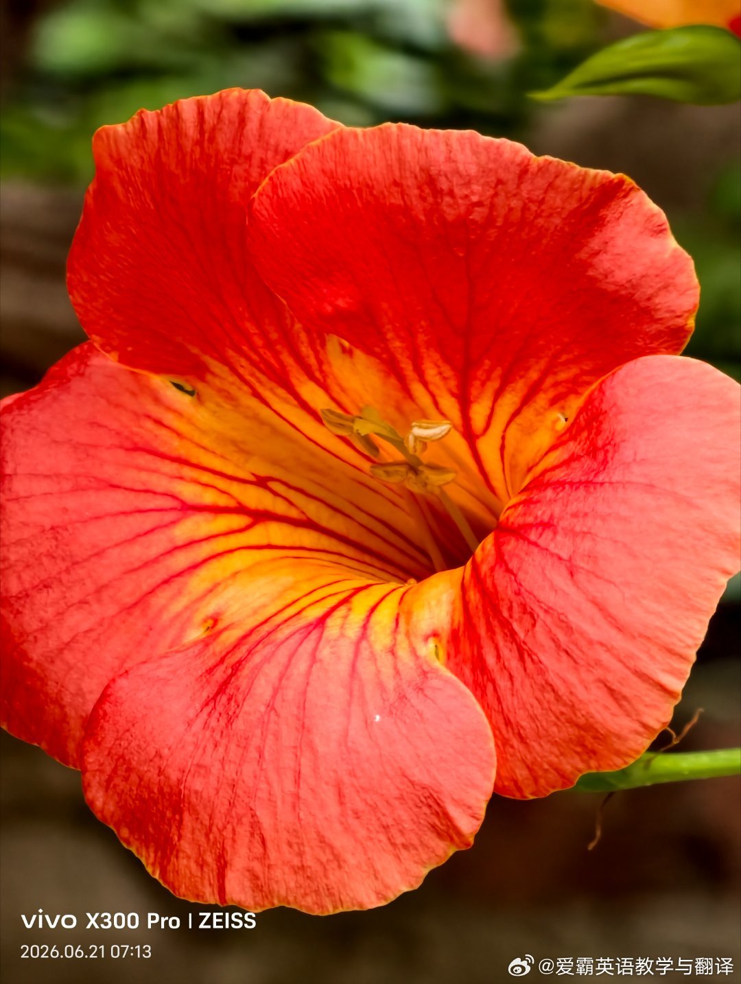 凌霄花盛开，港城的盛夏开始了！ 