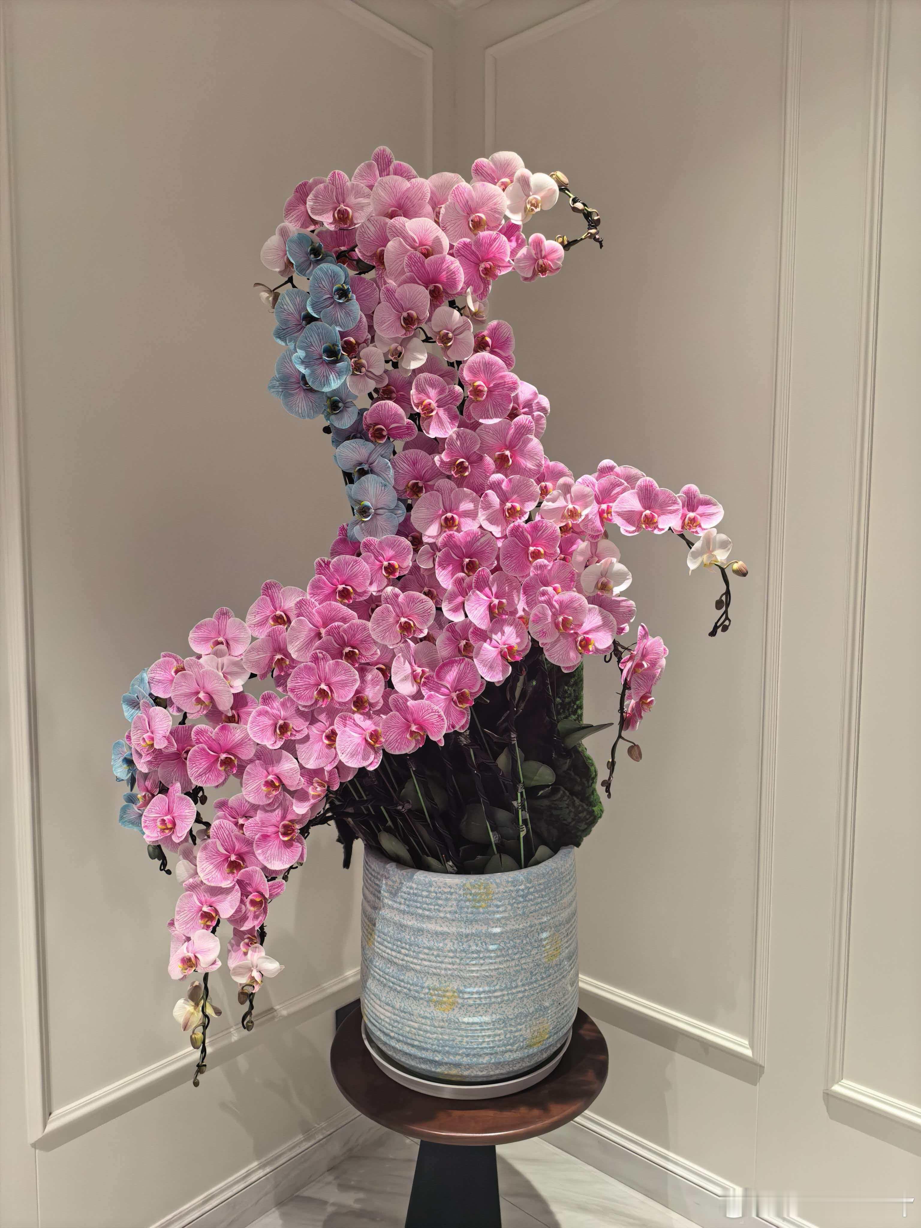 马上有钱蝴蝶兰，6888没有比创意值钱的东西蝴蝶兰有点东西插花 深圳