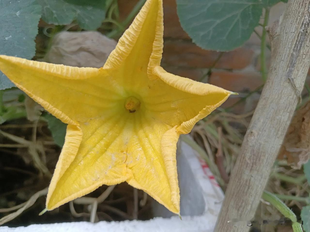 瓜叶黄，花含笑。汉中秋天的西葫芦花。