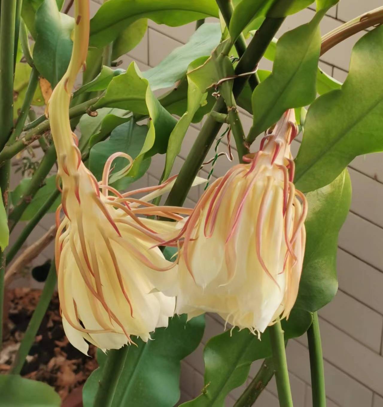 能否分享一张你拍的花卉照片随手拍～