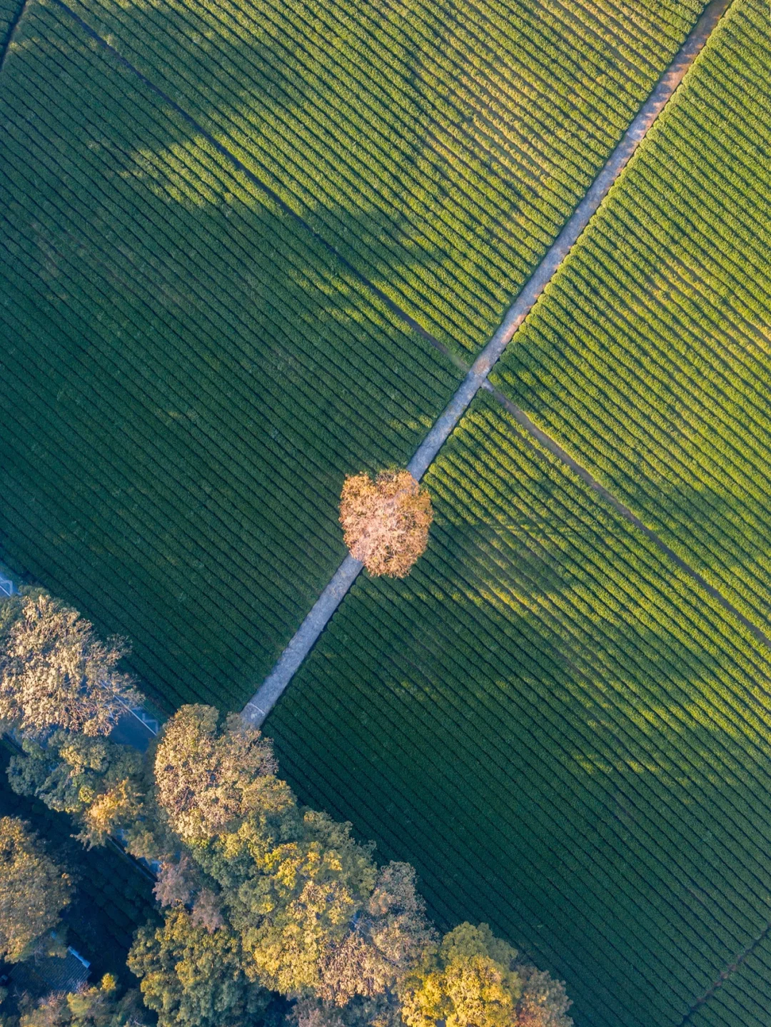 凌晨5点起床只为给杭州最孤独的树拍一组九宫格