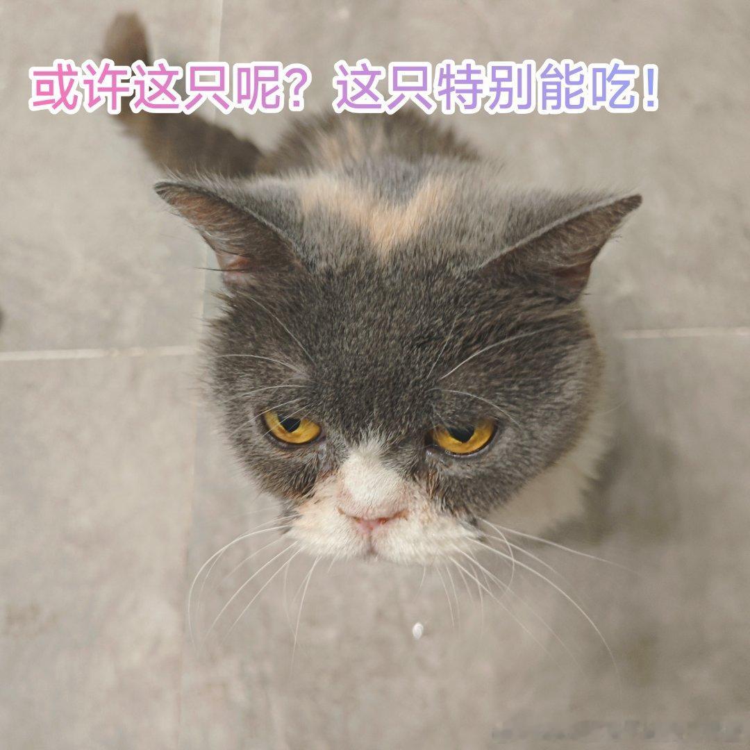 每日一问有没有人想要领养小猫南京猫咪领养cod乙女ghost