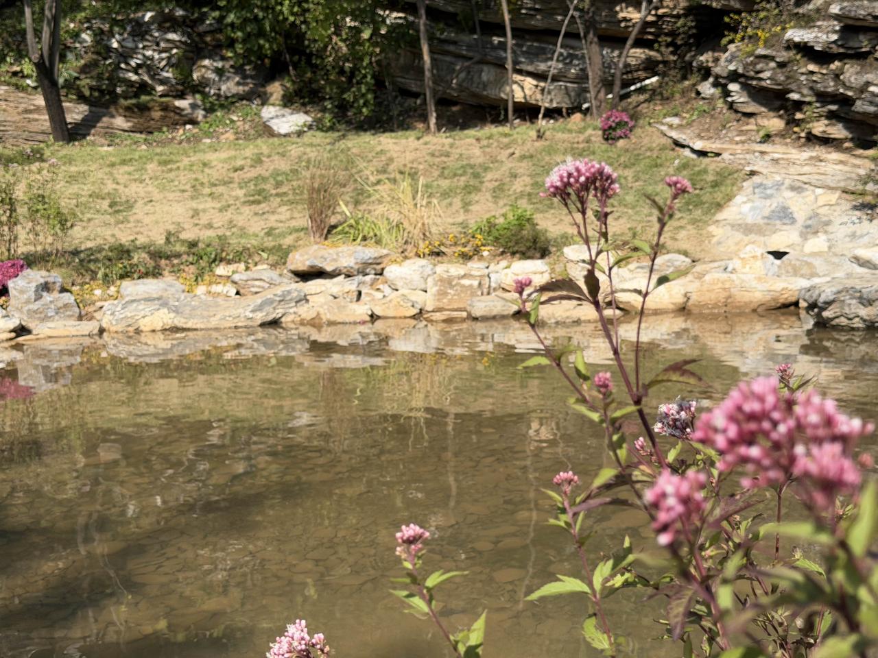分享随手拍摄的树木和花草照片北京的房山秋天格外美，尤其坡峰岭一入秋，便成了大自然