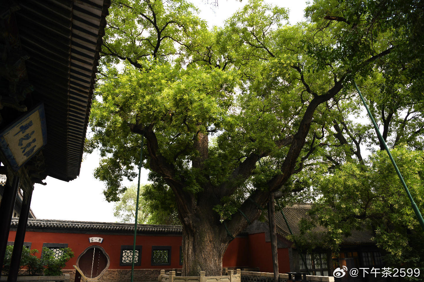 总会被一棵树的张力震撼到朋友，你若想成为大树，那就不要和小草去比。短期来看，草的