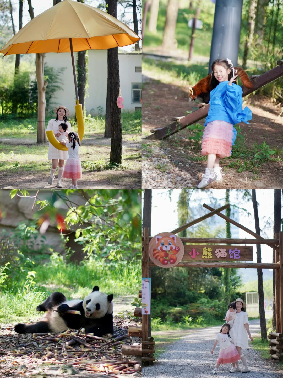 安吉竹博园｜竹林熊猫🐼太好拍啦