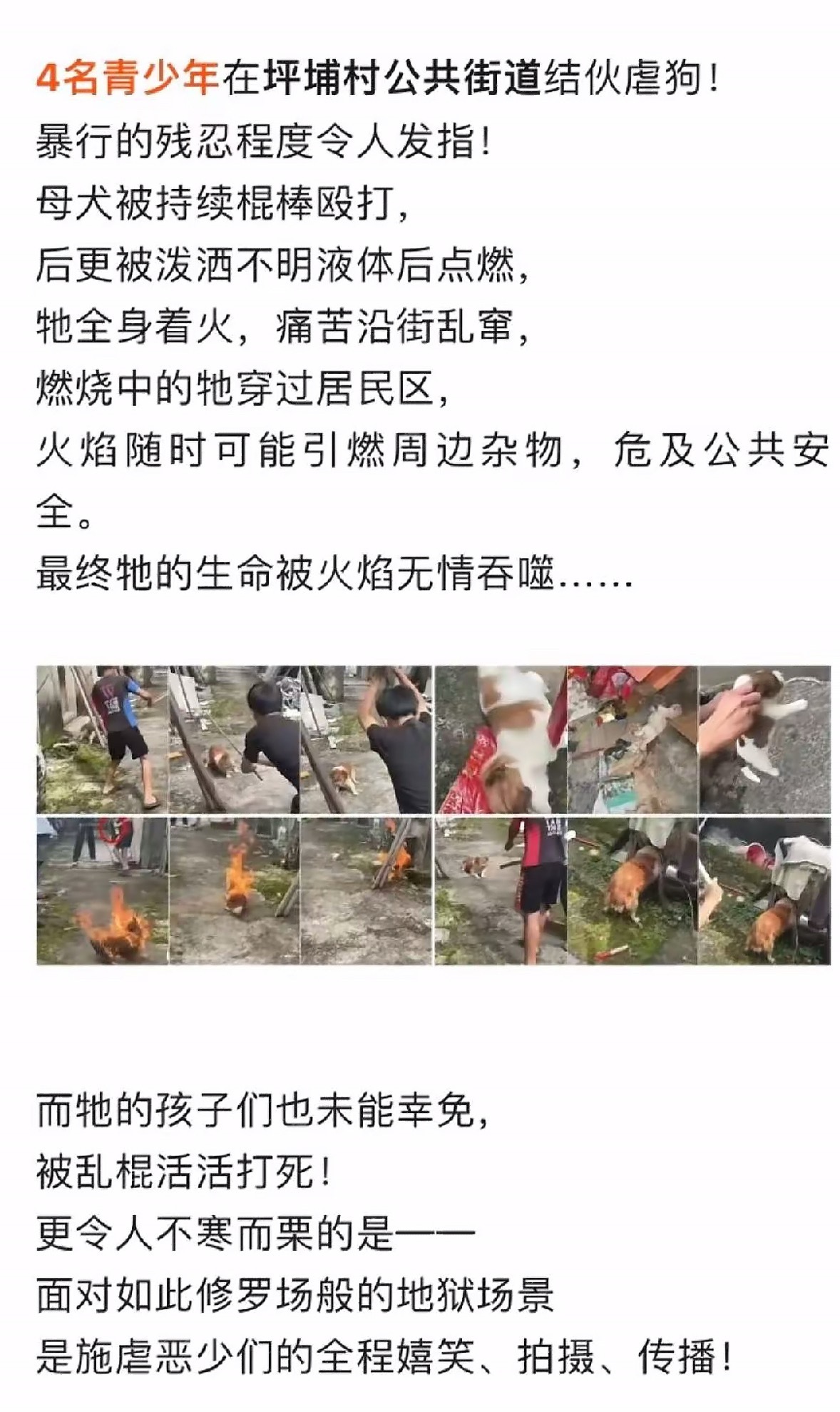 揭阳未成年残忍虐杀狗妈妈一家虽然是未成年，但是其恶毒程度令人发指！！！如果没有少