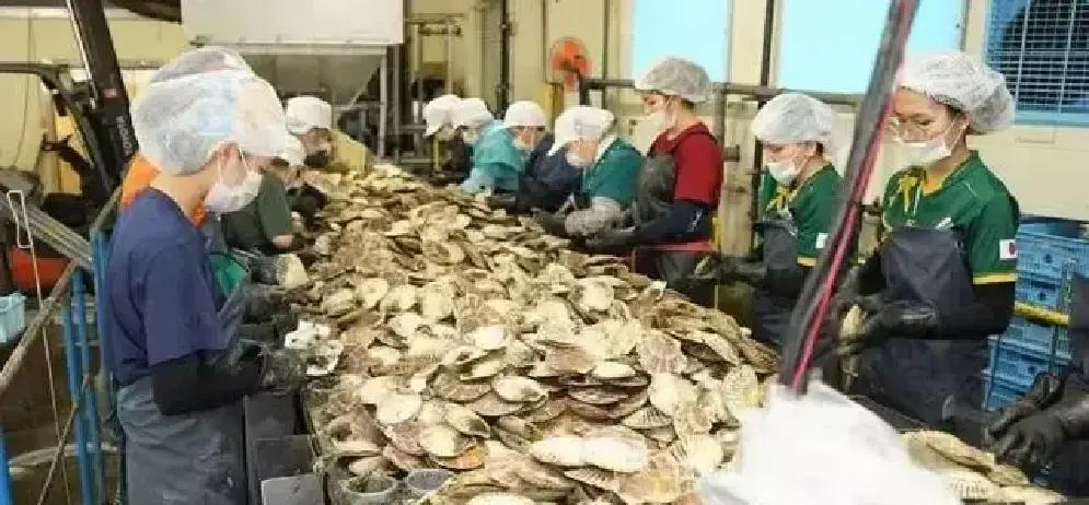 就在刚刚。
 
日本方面突然宣布了，首批约6吨北海道冷冻扇贝已启程发往中国。
 