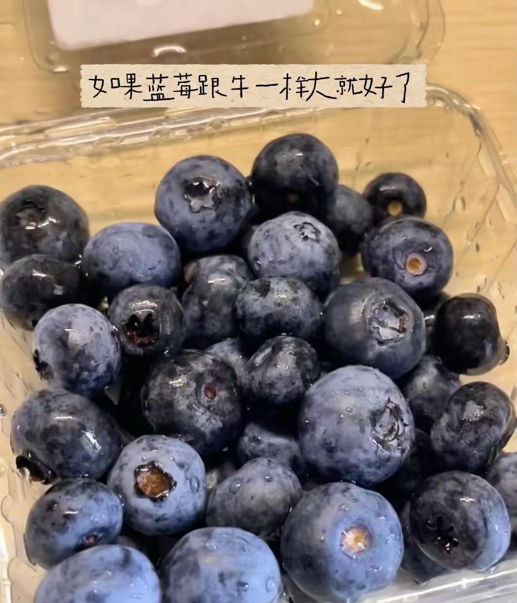 如果蓝莓跟牛一样大就好了🫐蓝莓 慢生活mlife