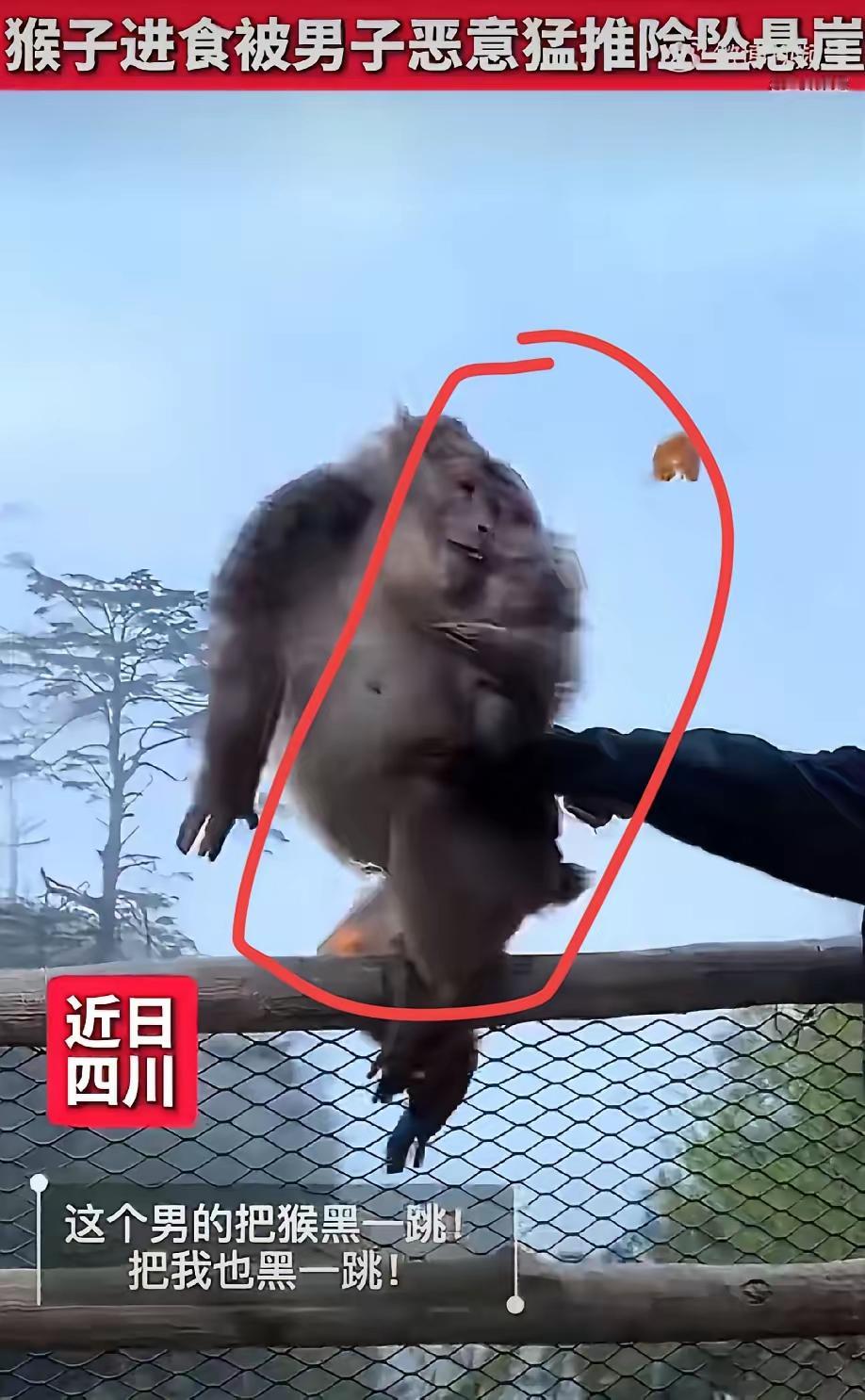 悬崖边，一只猴子正剥橘子吃。一个男人悄悄靠过去，伸手一推。猴子差点掉下去，死命抓