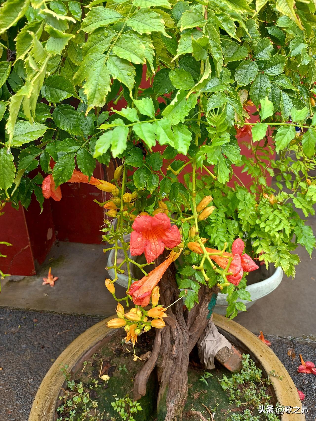 雨中的花花草草写上了淡淡的秋色 却更加生机盎然——
你觉得陈梦最想要的那句话是什