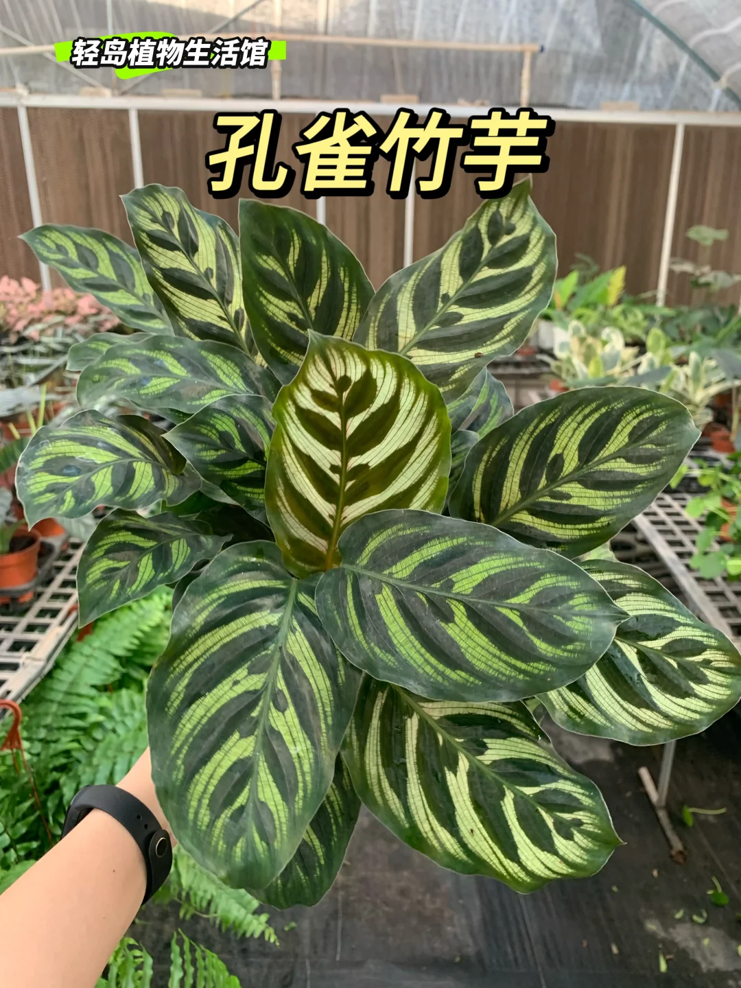 孔雀竹芋，优雅绽放的自然画卷