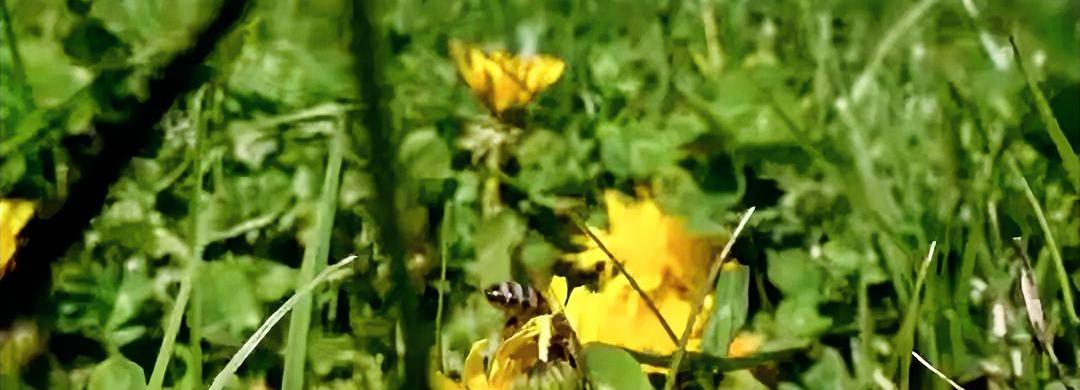 发一张春天拍的花